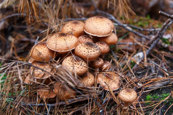 Агарские грибы — стоковое фото