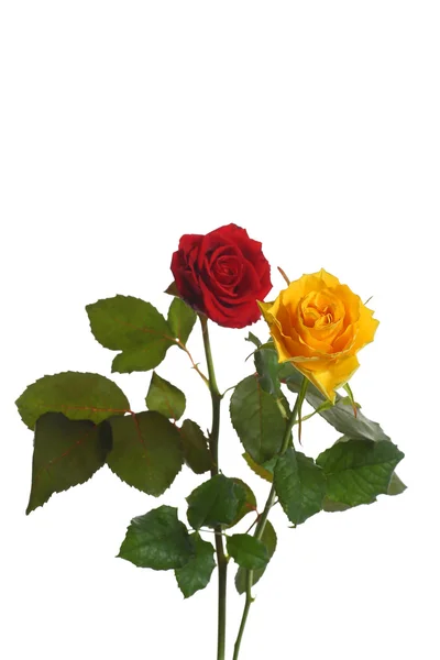 黄色和红色的玫瑰 — 图库照片