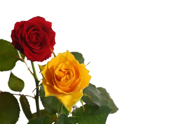 Gelbe und rote Rosen — Stockfoto