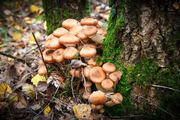 Cogumelos agáricos — Fotografia de Stock