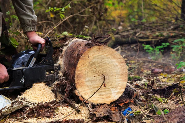 A lâmina de motosserra cortando o tronco de madeira — Fotografia de Stock