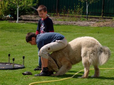 Друг человека, собака, веселый, добрый