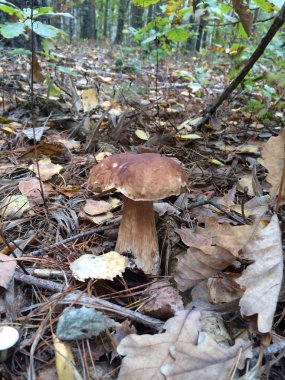 Грибы, осень, сезон, белый гриб, опята, сбор, лес