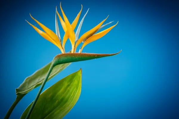 Strelicia kwiat — Zdjęcie stockowe