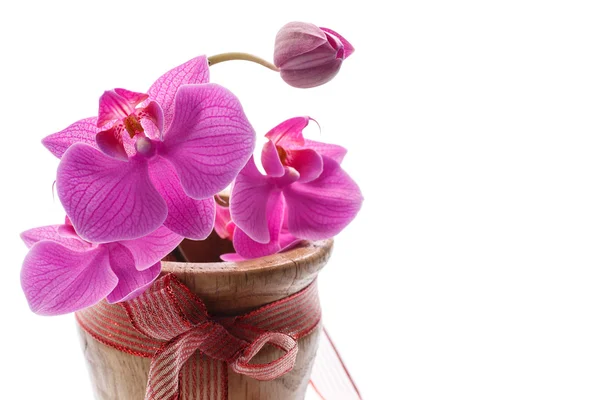 Phalaenopsis μωβ — Φωτογραφία Αρχείου