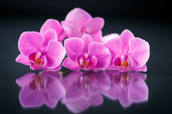 Красивый филиал Phalaenopsis — стоковое фото