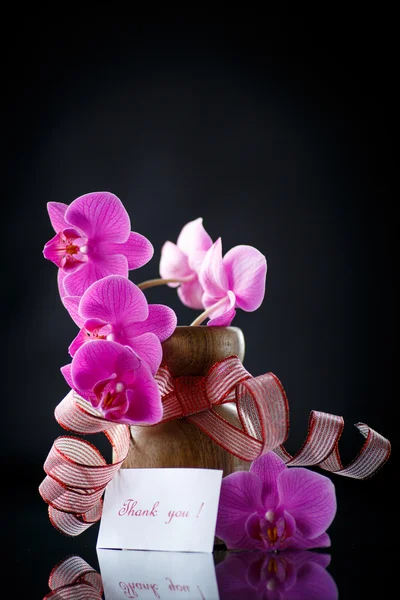 Hermosa rama Phalaenopsis con gratitud —  Fotos de Stock