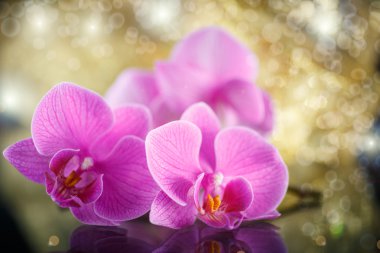 güzel şube phalaenopsis
