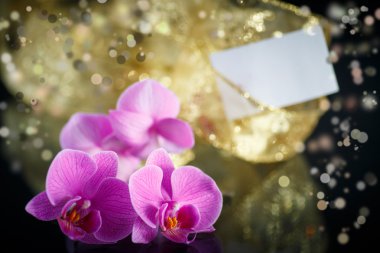 güzel şube phalaenopsis