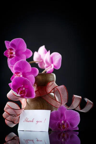 美丽的一枝蝴蝶兰与感激之情 — 图库照片
