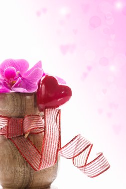 güzel şube phalaenopsis