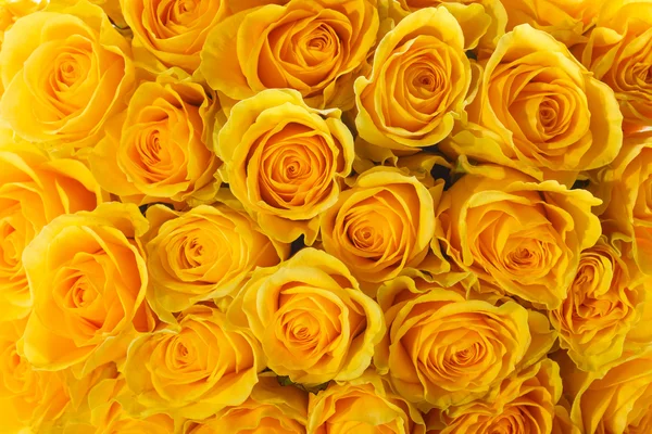 Yellow roses Royalty Free Stock Photos