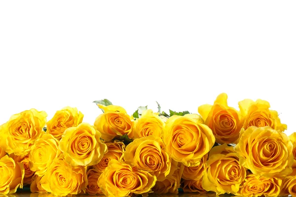 Yellow roses Stock Picture