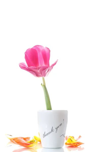 Tulipánok a vázában hálával — Stock Fotó