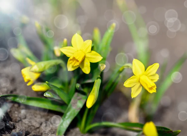 Daffodils in the garden — Stock Photo, Image