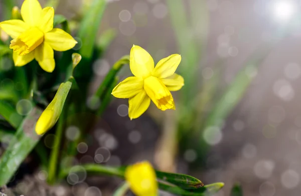 Daffodils in the garden — Stock Photo, Image