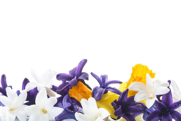 Hyacinth — Stock Photo, Image