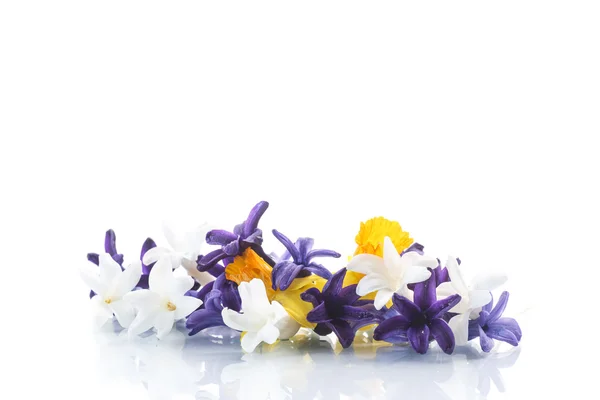 Hyacinth — Stock Photo, Image