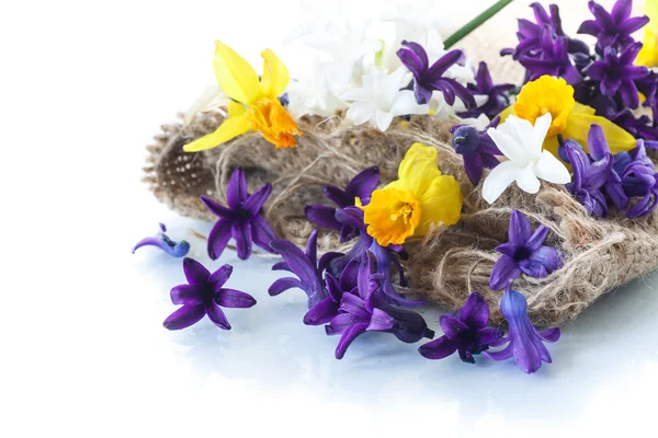 Hyacinth and daffodils — Stock Photo, Image