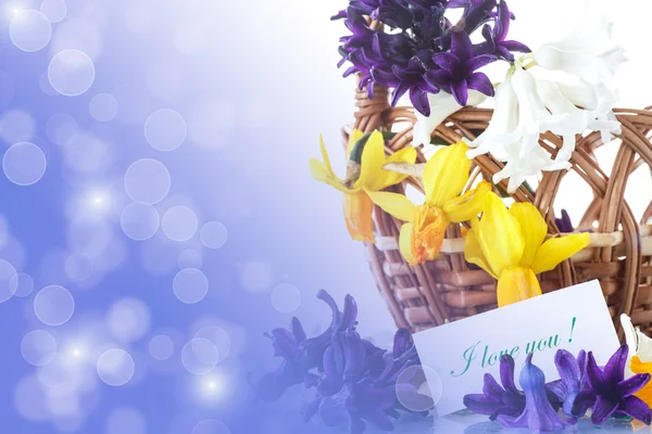 Schöne Frühlingsblumen — Stockfoto