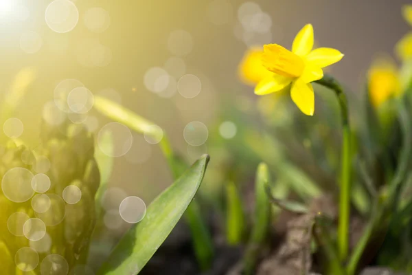 Narcisos no jardim — Fotografia de Stock