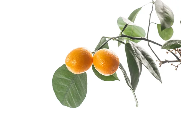 Kumquat – stockfoto