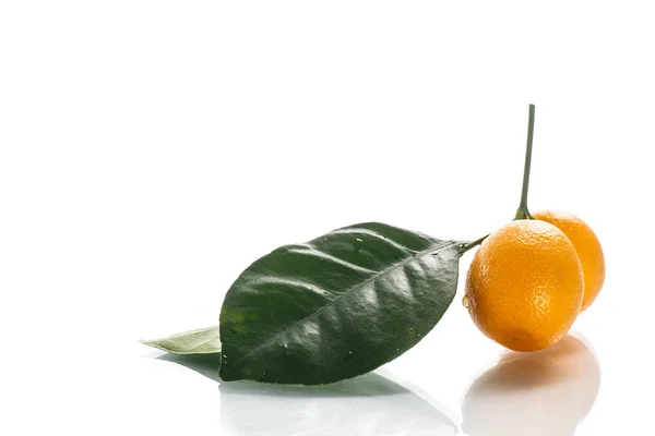 Kumquat — Photo