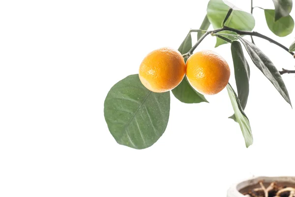 Citrussläktet — Stockfoto