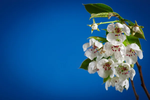Kvetoucí hruška — Stock fotografie