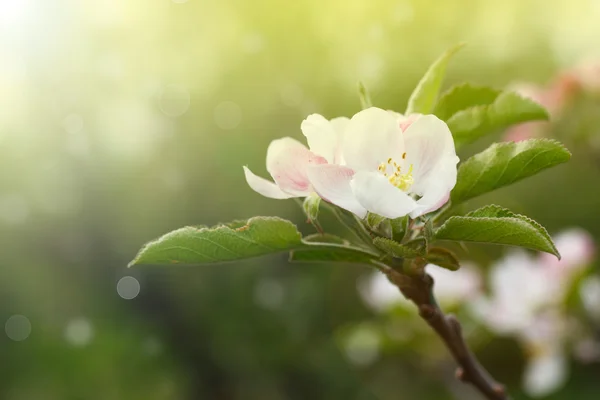 Manzano en flor — Foto de Stock