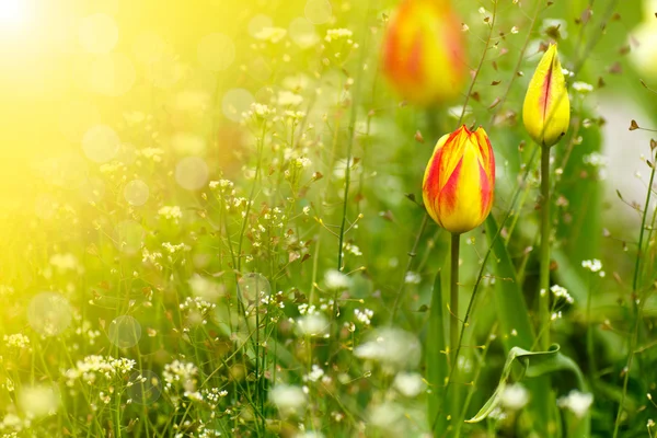 Hermoso tulipán de primavera en el sol — Foto de Stock