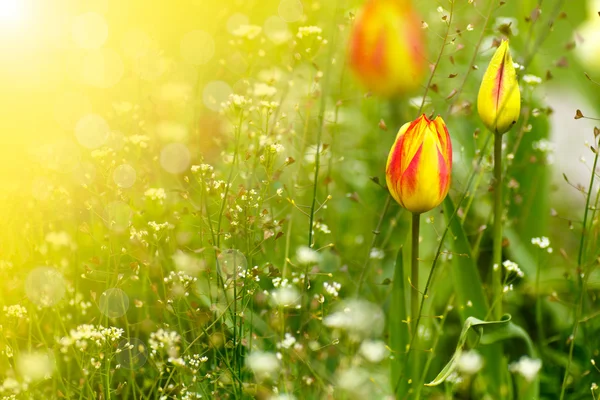 Krásný jarní Tulipán na slunci Royalty Free Stock Fotografie