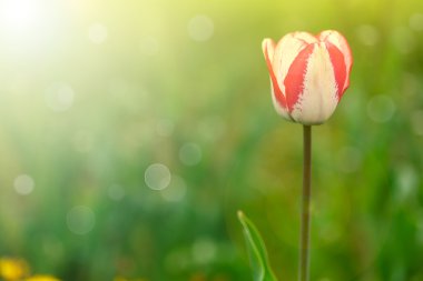 güzel bahar Lale güneş