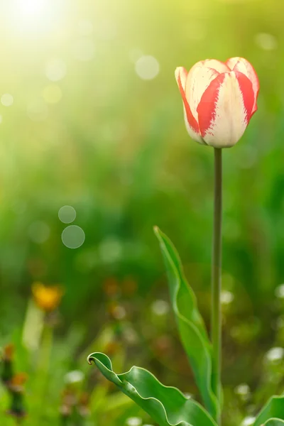 Bela tulipa primavera ao sol — Fotografia de Stock