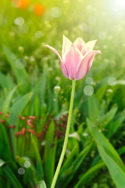 Belle tulipe printanière au soleil — Photo