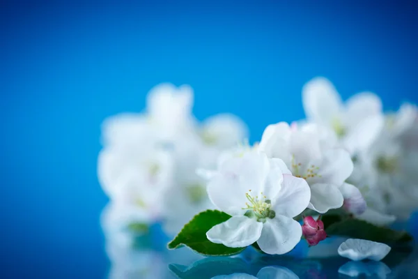 Na jaře kvetoucí jabloň — Stock fotografie