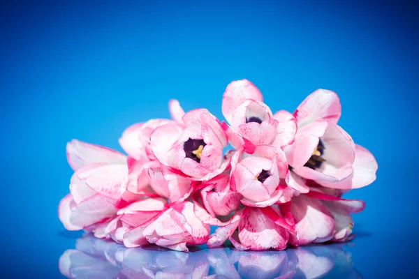 Piękny bukiet wiosennych tulipanów — Zdjęcie stockowe