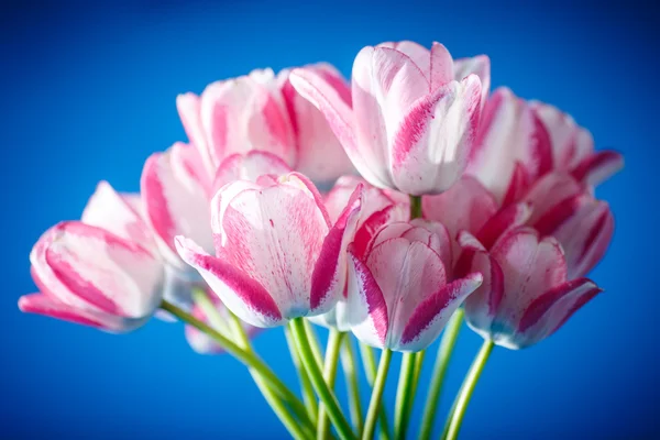 Krásná kytice jarních tulipánů — Stock fotografie