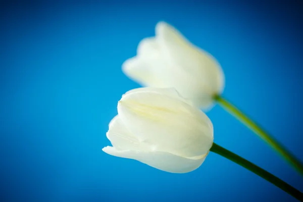 Dos delicados tulipanes blancos — Foto de Stock