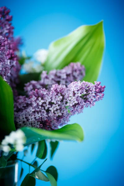 Bella primavera lilla — Foto Stock