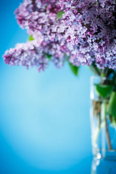 Beautiful spring lilac — Stock Photo, Image