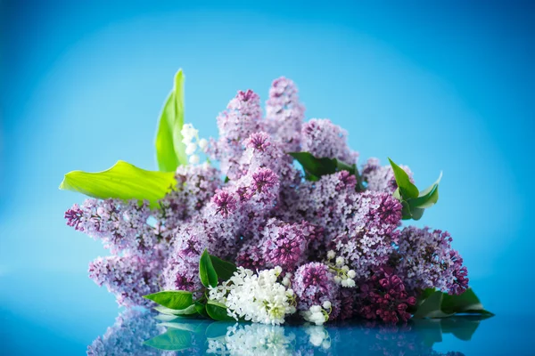 Hermosa primavera lila — Foto de Stock