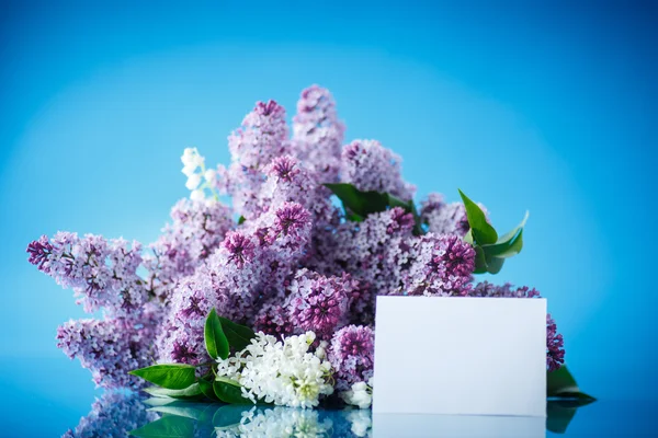 Beautiful spring lilac — Stock Photo, Image