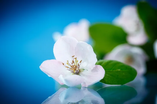 Membrillo floreciente de primavera — Foto de Stock