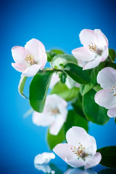 Arbre à coings à fleurs printanières — Photo