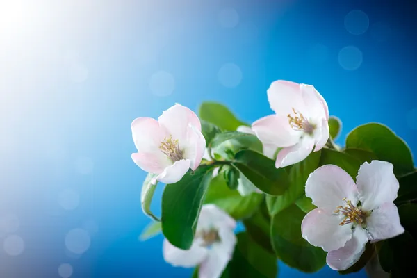 Bahar çiçekli Ayva — Stok fotoğraf