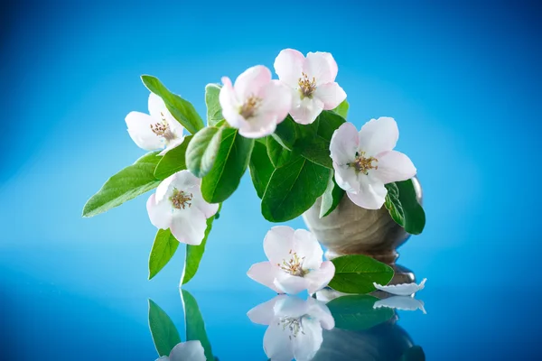 Forår blomstring kvæde træ - Stock-foto