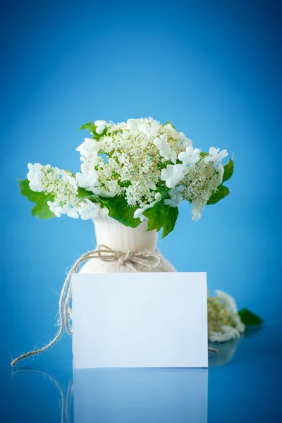 Viburnum flowers fruit — Stock Photo, Image