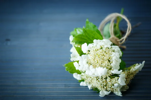 荚蒾花卉水果 — 图库照片