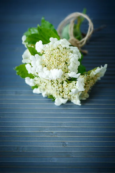 Viburnum flowers fruit — Stock Photo, Image